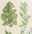 Johann Wilhelm Weinmann Botanical Engravings, Pair For Sale - Image 12 of 14