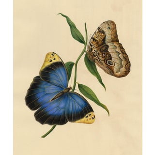 Louisa Hare, Purple Owl-Butterfly (Caligo beltrao) Study, Watercolour For Sale