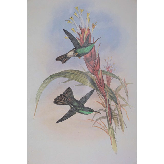 Victorian 19th Century Bird Print - One of 24 For Sale - Image 3 of 5