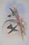 Victorian 19th Century Bird Print - One of 24 For Sale - Image 3 of 5