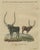 Early 19th Century Bertuch, African Sanga Longhorn Cattle, 1810, Engraving For Sale - Image 5 of 9