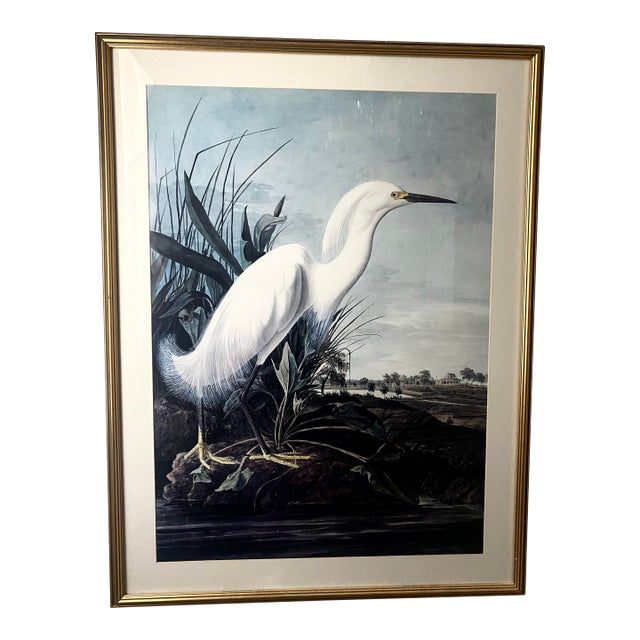 John James Audubon Vintage Ornithological Snowy Heron/White Egret Print Beautifully Matted and Framed Excellent Condition. For Sale