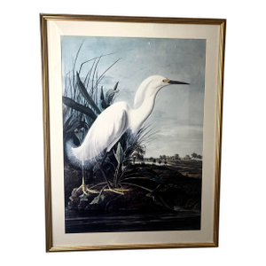 John James Audubon Vintage Snowy Heron/White Egret Print Beautifully Matted and Framed Excellent Condition.