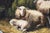 Sheep, 1920s, Oil on Board, Framed For Sale - Image 11 of 16