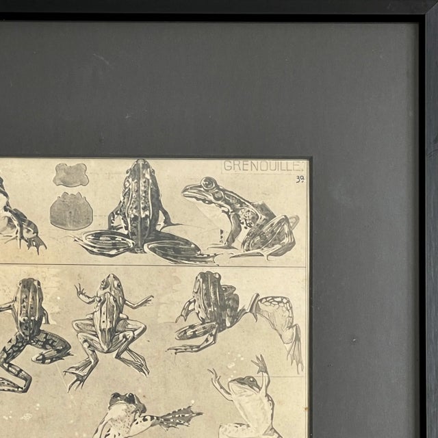 Realism Mathurin Méhuet - Frog Study Photogravure, Framed (Ca. 1910) For Sale - Image 3 of 4