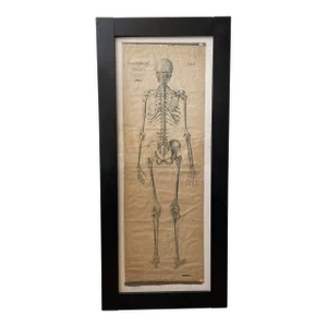 1920’s Dr. Josef Rejsek Original Large Skeletal Study Chart, Prague