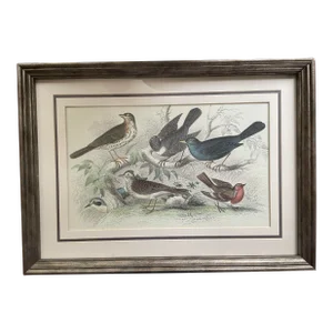 1852 Antique Bird Print - Hand Colored Engraving