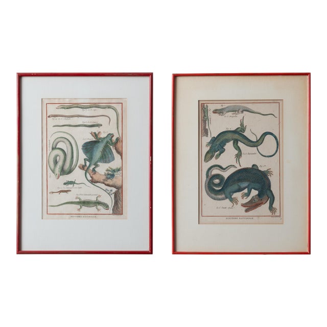 Robert Bénard - Lizard Engravings, C.1798 For Sale