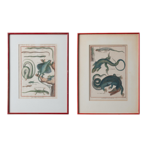 Robert Bénard - Lizard Engravings, C.1798