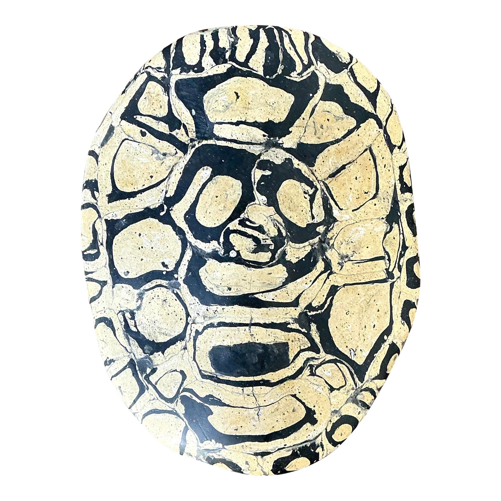 Vintage Italian Scagliola Pigmented Plaster Turtle Shell | Chairish