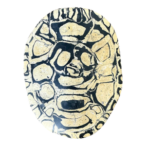 Vintage Italian Scagliola Pigmented Plaster Turtle Shell