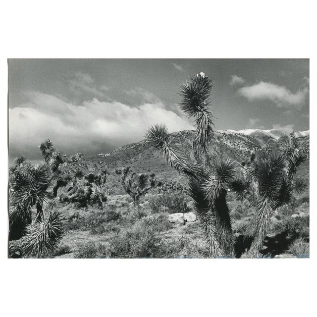 Erich Andres, Mojave Desert, California, USA, 1960s, Black and White Photograph For Sale