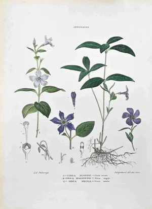 Vincenzo Tenore, The Apocynaceae, Lithograph, 1870s