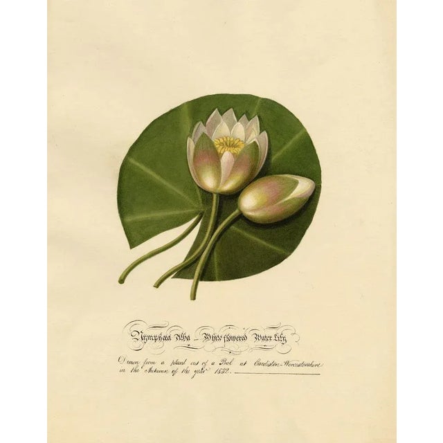 Louisa Hare, Water Lily at Eardiston Pool, Worcestershire, 1832, Watercolour For Sale - Image 4 of 4