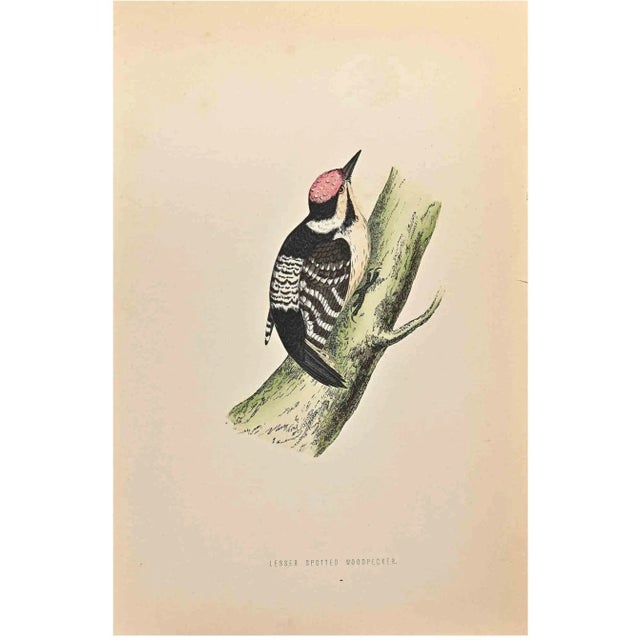 Lesser Spotted Woodpecker is a modern artwork realized in 1870 by the British artist Alexander Francis Lydon (1836-1917)....