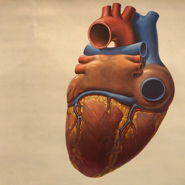 Mid 20th Century Mid 20th Century German Educational Heart Anatomy Rollup Chart For Sale - Image 5 of 12