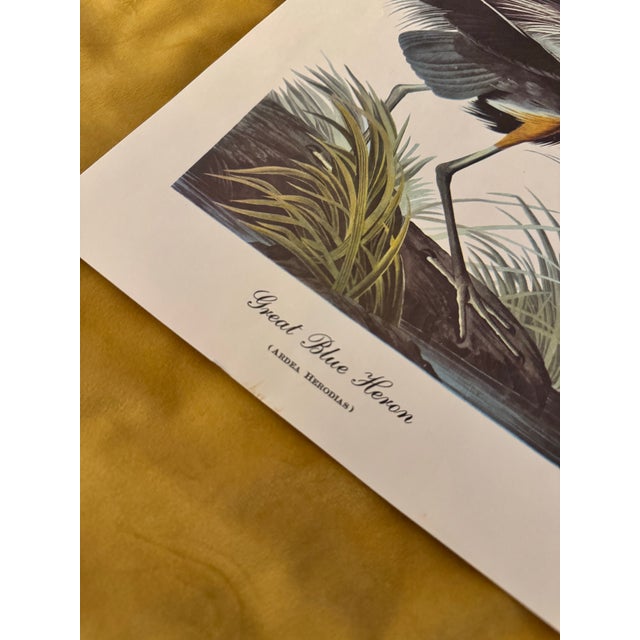 Coastal Mid-Century Audubon Great Blue Heron Print (Ardea Herodias), Unframed For Sale - Image 3 of 6