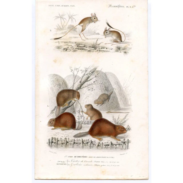 Illustration 1849, Beaver Print, Antique French Hand-Colored Lithograph For Sale - Image 3 of 3