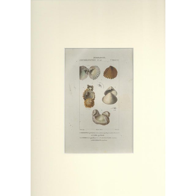 This is one of the illustrations of "Dizionario di scienze naturali" (Natural sciences dictionary) edited by Battelli nel...