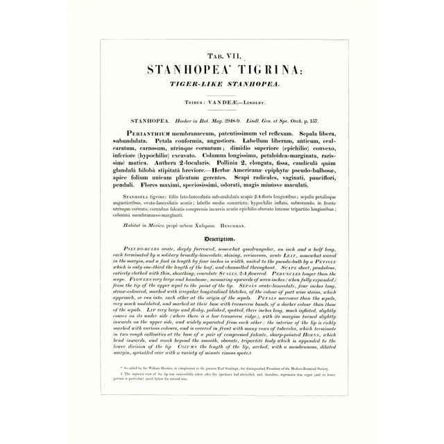 Large 1973 Orchid Flower Lithograph "Stanhopea Tigrina" (Tiger-Like Stanhopea) After James Bateman For Sale - Image 4 of 7
