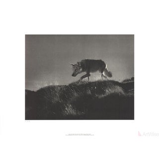 2002 Leni Riefenstahl 'Wolf in the Film Tiefland' Photography Black & White Germany Offset Lithograph For Sale