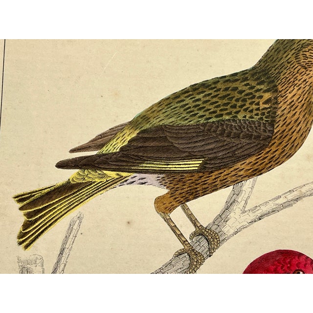 Antique Hand Tinted Bird Print Featuring an American Crossbill and a White Winged Crossbill - Circa 1850 For Sale In Dallas - Image 6 of 12