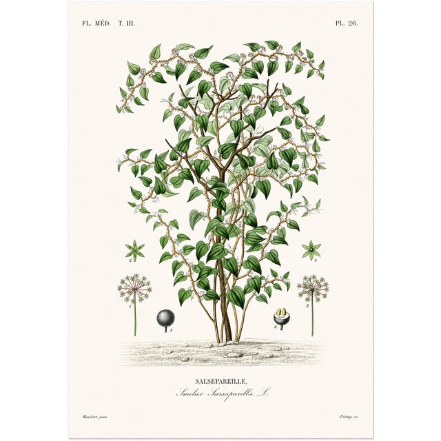 A beautiful and seldom-seen set of 6 antique lithographs from The Vegetable Kingdom, illustrated by G. Dupuis and dating...
