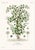 A beautiful and seldom-seen set of 6 antique lithographs from The Vegetable Kingdom, illustrated by G. Dupuis and dating...