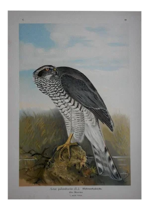 Antique 19th Century Lithograph-Birds of Prey-Large Folio