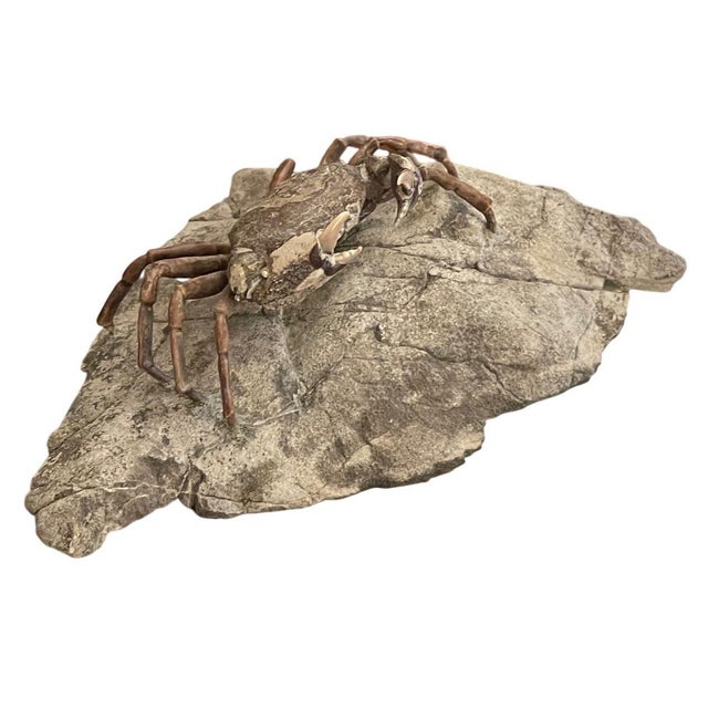 Stone Fossil Crab (Galene Granulifera) From Taiwan, Pliocene Period For Sale - Image 7 of 8
