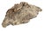 Stone Fossil Crab (Galene Granulifera) From Taiwan, Pliocene Period For Sale - Image 7 of 8