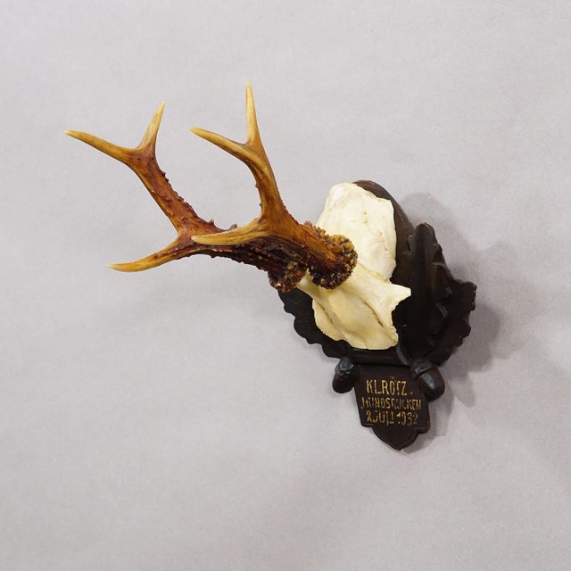 Antique Black Forest Red Deer Trophy on Carved Plaque - Germany 1932 An antique red deer (Capreolus capreolus) trophy on a...