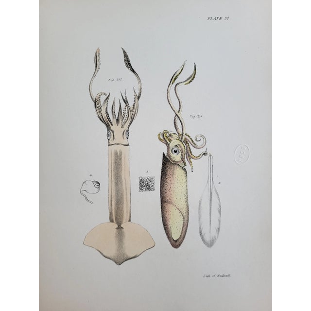 Mid 19th Century Antique 1840s Hand Colored Squid Lithograph by Endicott of New York For Sale - Image 5 of 6