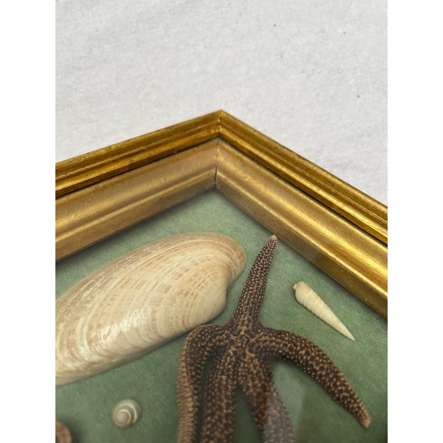 Mid 20th Century Antique Framed Sea Curiosities For Sale - Image 5 of 9