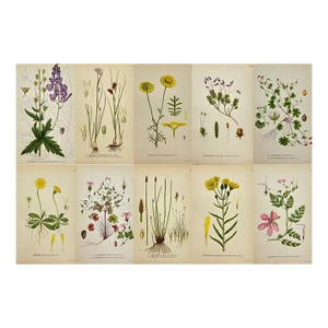 19th Century James Sowerby Botanical Prints – Common Club-Rush and Needle, Set of 10