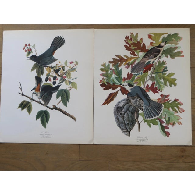 1964 "The Audubon Folio" Original Edition Set of Bird Study Prints Text Book by George Dock Jr. For Sale - Image 11 of 13