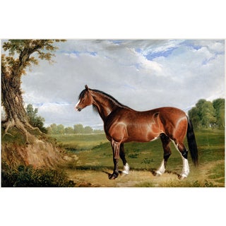 1820 Vintage Clydesdale Horse Art Print by John Frederick Herring - 12" X 8" For Sale
