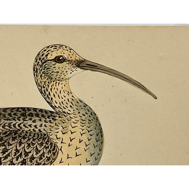 Illustration Antique Bird Print From England Showcasing a Esquimaux Curlew - Circa 1880 For Sale - Image 3 of 11