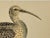 Illustration Antique Bird Print From England Showcasing a Esquimaux Curlew - Circa 1880 For Sale - Image 3 of 11
