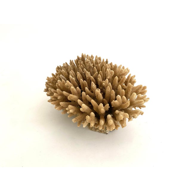 Natural Table Coral Specimen Coastal Decor For Sale In Los Angeles - Image 6 of 9
