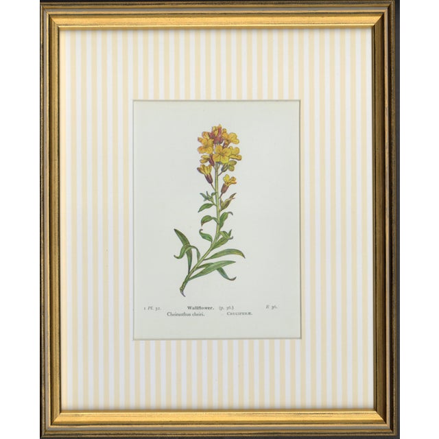 Traditional Circa 1910 Alpine Flower, Four Botanical Miniatures Framed - Set of 4 For Sale - Image 3 of 6