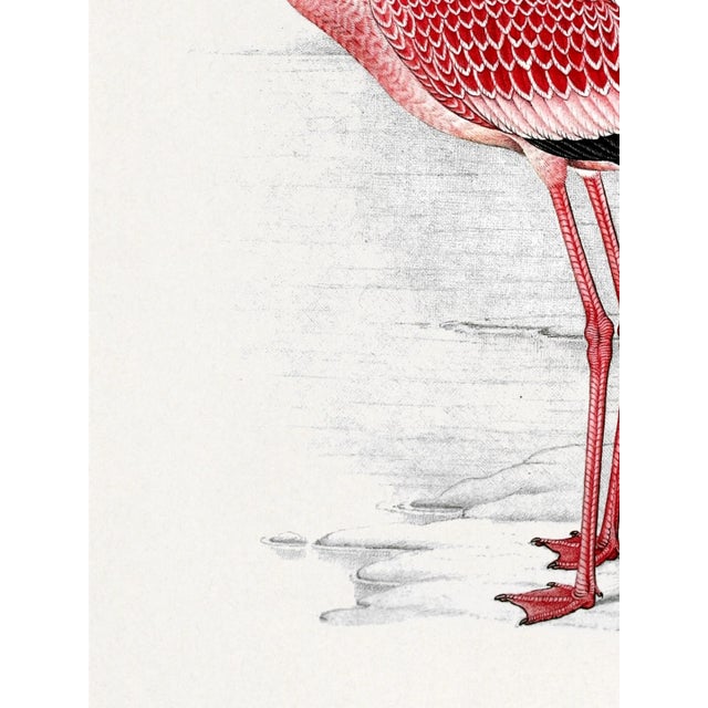 Paper Lesser Flamingo by C. G. Finch-Davies, Vintage Reproduction Bird Art Print, 18″ × 24″ For Sale - Image 7 of 8