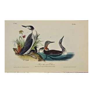 Audubon Red-Throated Diver Bird Original First Edition Audubon Hand Colored Lithograph, 1840 For Sale