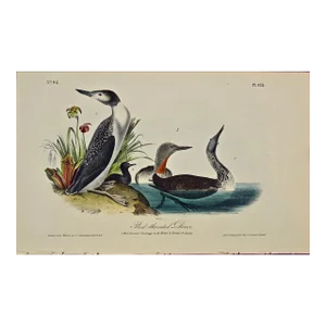 Audubon Red-Throated Diver Bird Original First Edition Audubon Hand Colored Lithograph, 1840