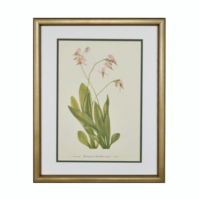 This is a beautiful set of 6 framed original vintage botanical prints from 1953. These authentic mid-century wildflower...