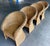 Vintage Organic Modern Wicker Pedestal Dining Table & 4 Barrel Chairs, 48” Glass Top For Sale - Image 10 of 17
