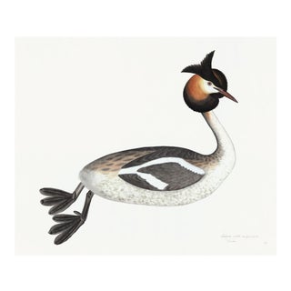 Great Crested Grebe Plate 34 by Olof Rudbeck (Cfa-Wd) For Sale