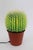 Large Cactus Table Lamp An exceptional and decorative piece Height 30cm Diameter 19cm Cactus made of plastic Plant pot...