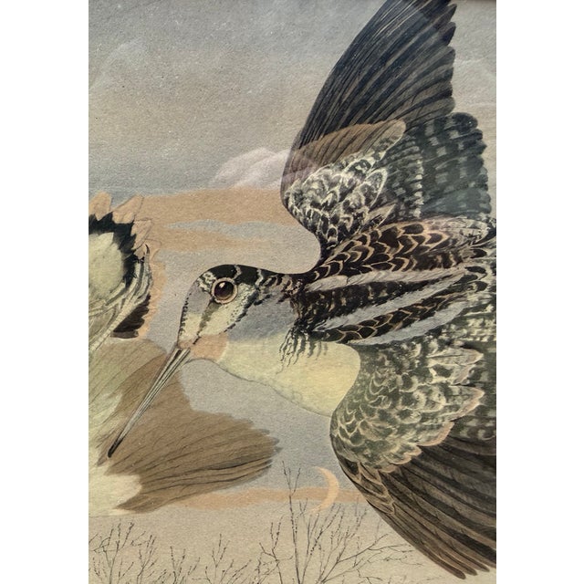 1930s Rex Brasher Hand-Colored Print of the American Woodcock, Birds & Trees of North America, C. 1929–1932 For Sale - Image 5 of 10