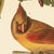 Printmaking Materials 1990s Cardinal Grosbeak After Audubon, Large American Classical Print For Sale - Image 7 of 12